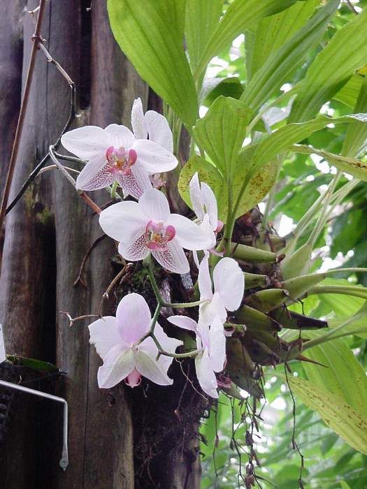 Phalaenopsis 6