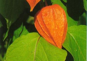 Physalis