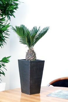 palmierul sago ca planta de interior