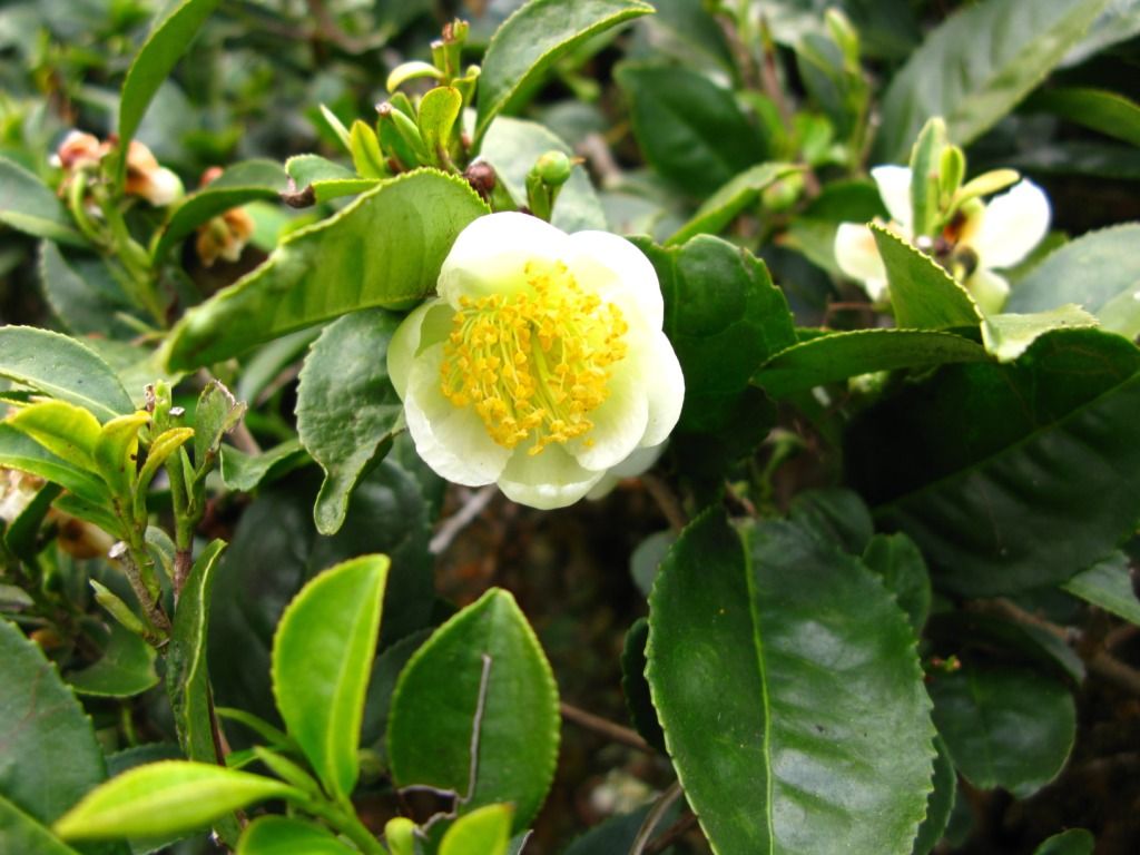 efecte de ceai delicate din plante