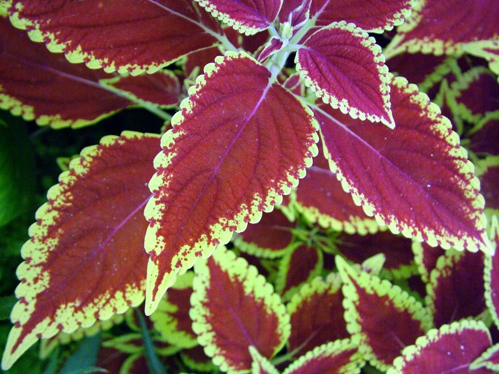 Frunze de coleus