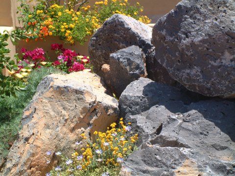 plante pentru gradina cu pietre