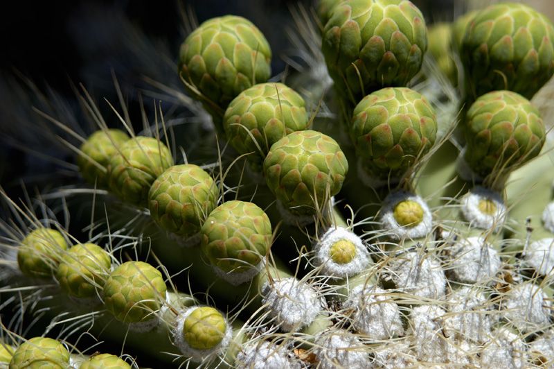 Carnegiea gigantea (Saguaro) 4