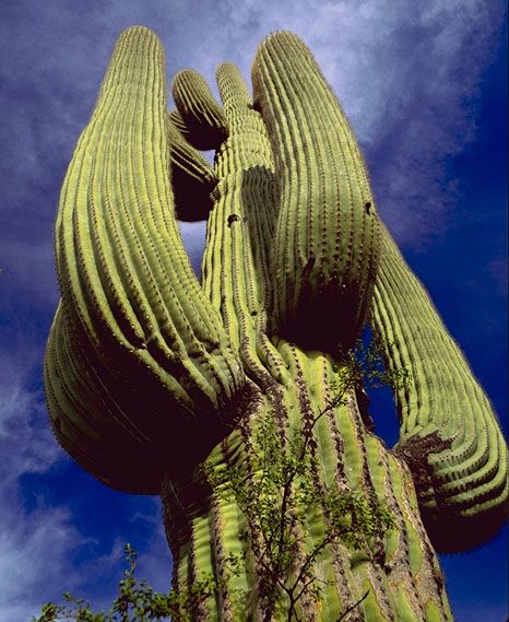 Carnegiea gigantea (Saguaro) 2