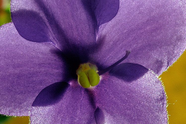 Violeta africana