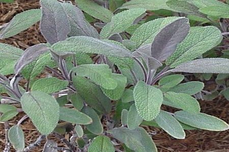 Salvia