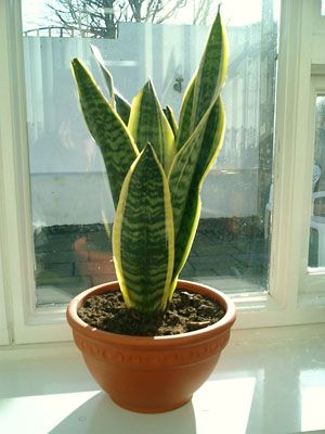 Sanseveria