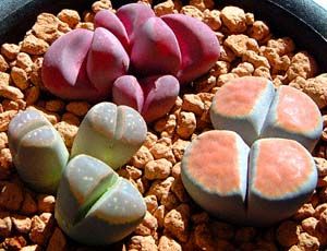 lithops