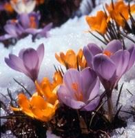 crocus