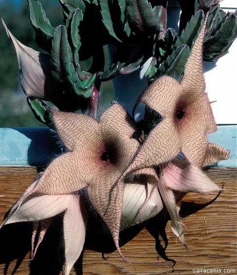 stapelia gigantea