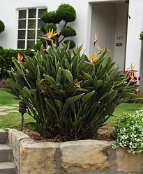 strelitzia reginae B