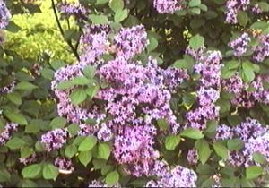 syringa