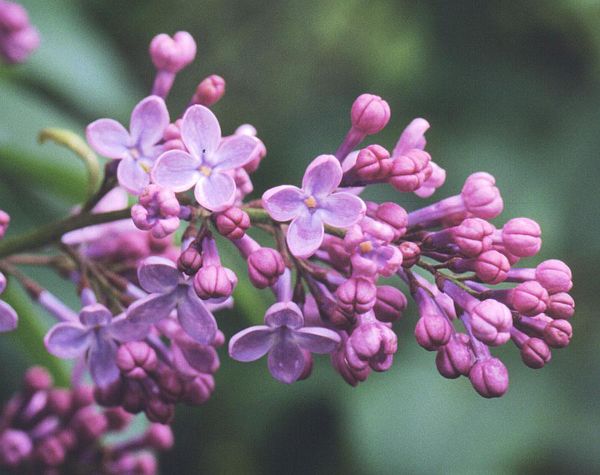 ciorchide de flori (liliac)