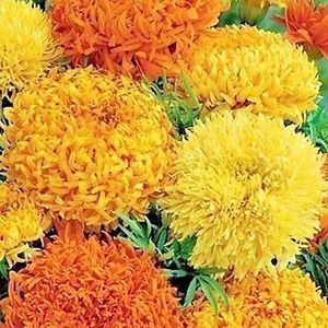 Tagetes