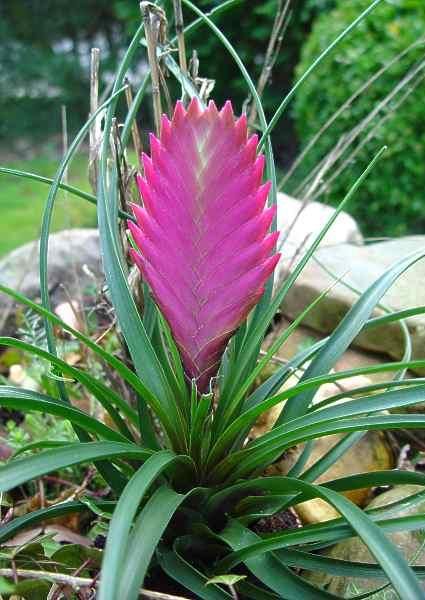 Tillandsia cyanea (4)