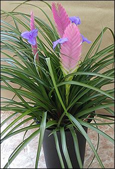 Tillandsia cyanea (7)