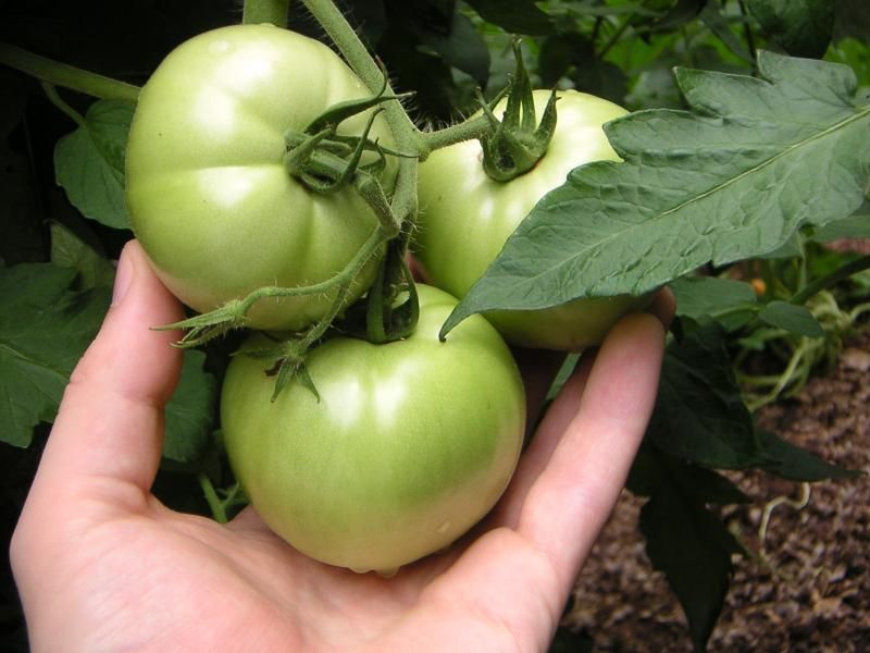 green tomatoes