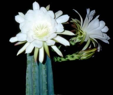 echinopsis pachanoi B