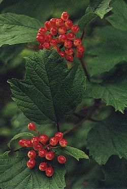 viburnum