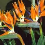 strelitzia reginae A