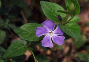 vinca