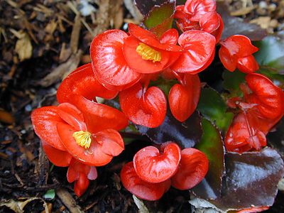 begonia cerata