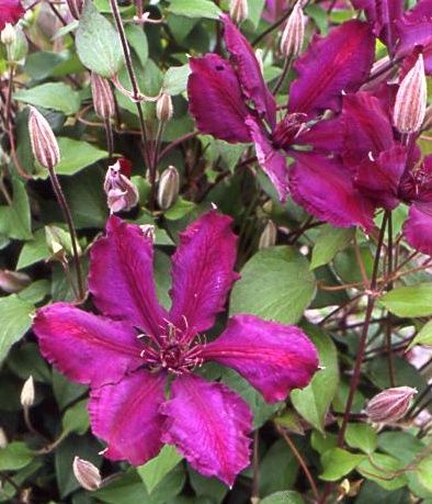 clematis (b)