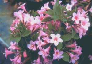 WEIGELA