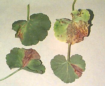 Xanthomonas pelargonii