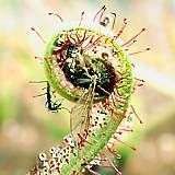 frunza de Drosera capensis