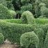 plante taiate artistic