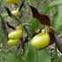 scarpeta