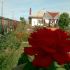 GRADINA MEA DE VIS