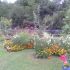 flori din gradina mea