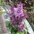 liliac