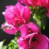 Floare de hartie(MaST)