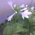 floare