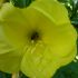 floare