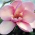 MAGNOLIE