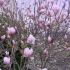 magnolia