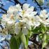 Flori de p�r (T)