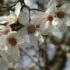 Magnolie