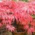 acer palmatum