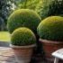 buxus in ghivece