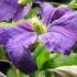 Clematis Jackmanii