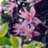Clematis macropetala Markhams Pink