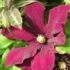Clematis Niobe