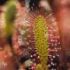 Drosera Anglica