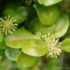floare de buxus