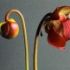 flori de Sarracenia